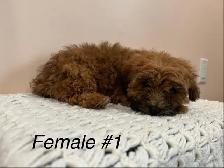 Shitzoo/Poodle
