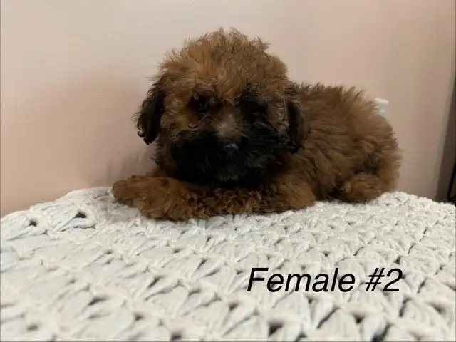 Shitzoo/Poodle - Photo 2