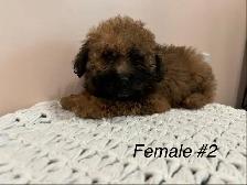 Shitzoo/Poodle - Photo 2