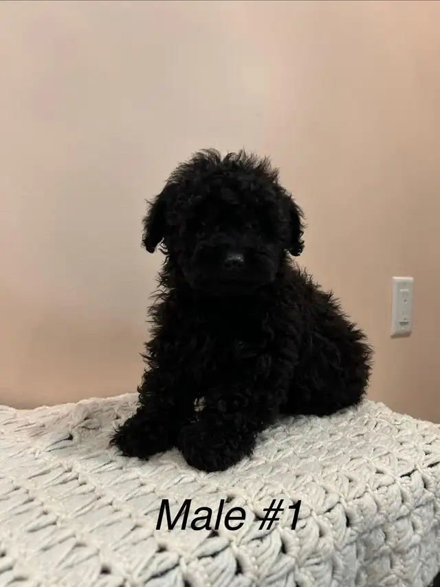 Shitzoo/Poodle - Photo 3