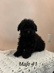 Shitzoo/Poodle - Photo 3