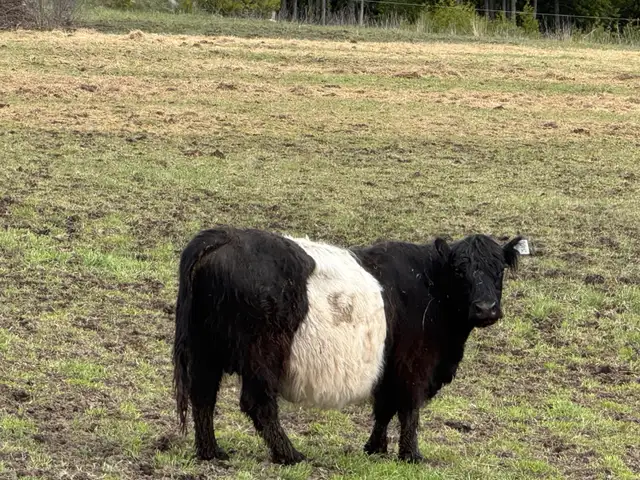 Black Belted Galloway Cow for Sale