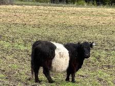 Black Belted Galloway Cow for Sale