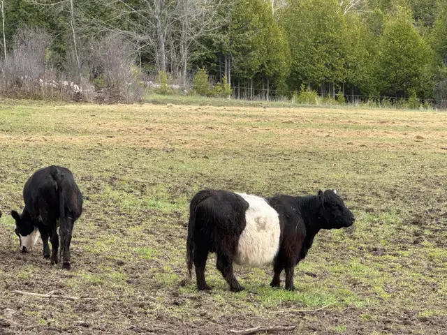 Black Belted Galloway Cow for Sale - Photo 2