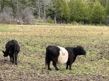 Black Belted Galloway Cow for Sale - Photo 2