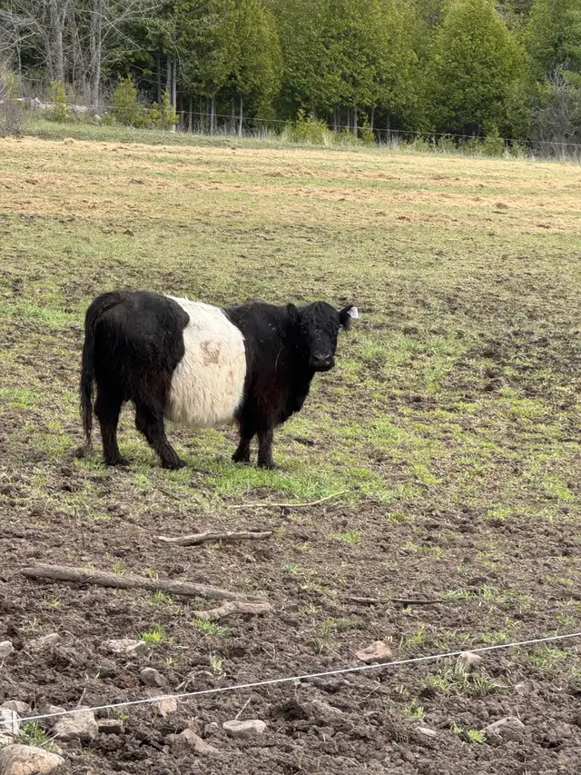 Black Belted Galloway Cow for Sale - Photo 3