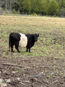 Black Belted Galloway Cow for Sale - Photo 3