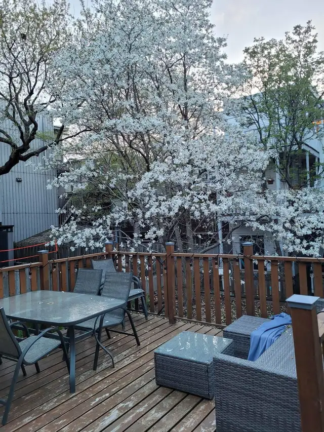 Magnifique 3-1/2 semi-meublé Saint-Jean-Baptiste avec terrasse - Photo 7