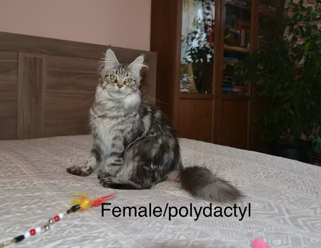 Beautiful purebred Maine Coon kittens - Photo 5