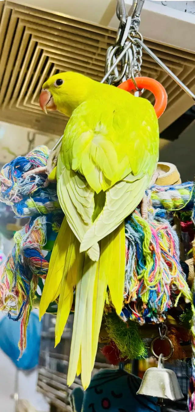 Indian ring neck female baby