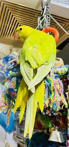 Indian ring neck female baby