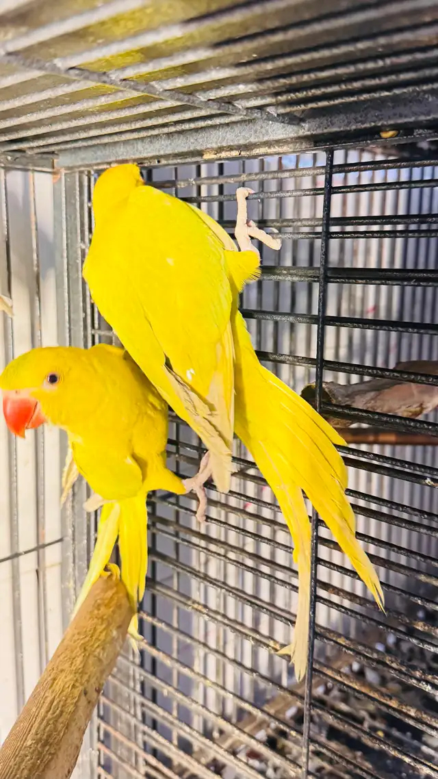 Indian ring neck female baby - Photo 2