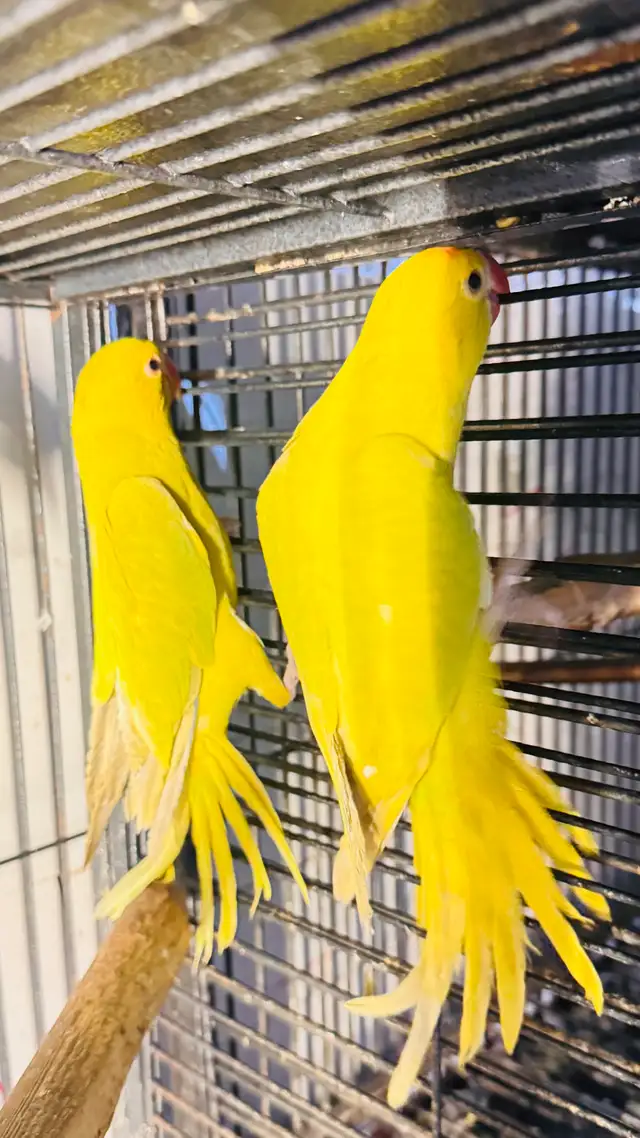 Indian ring neck female baby - Photo 3