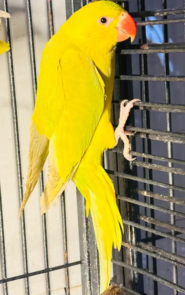 Indian ring neck female baby - Photo 4