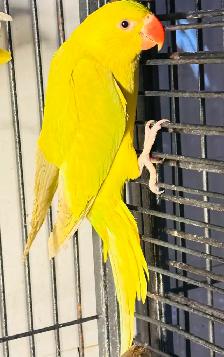 Indian ring neck female baby - Photo 4