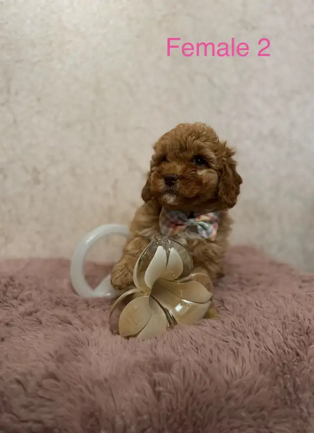 Mini Goldendoodle Puppies Ready Now!