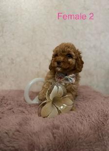 Mini Goldendoodle Puppies Ready Now!