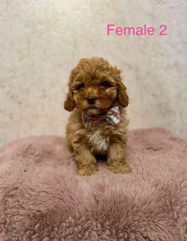 Mini Goldendoodle Puppies Ready Now! - Photo 2