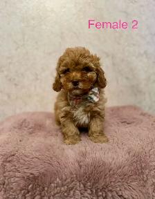 Mini Goldendoodle Puppies Ready Now! - Photo 2