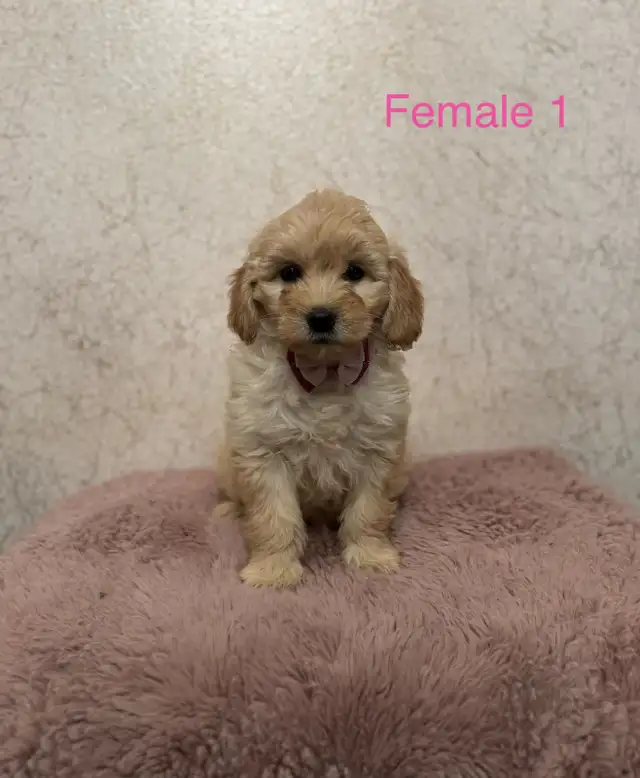 Mini Goldendoodle Puppies Ready Now! - Photo 3