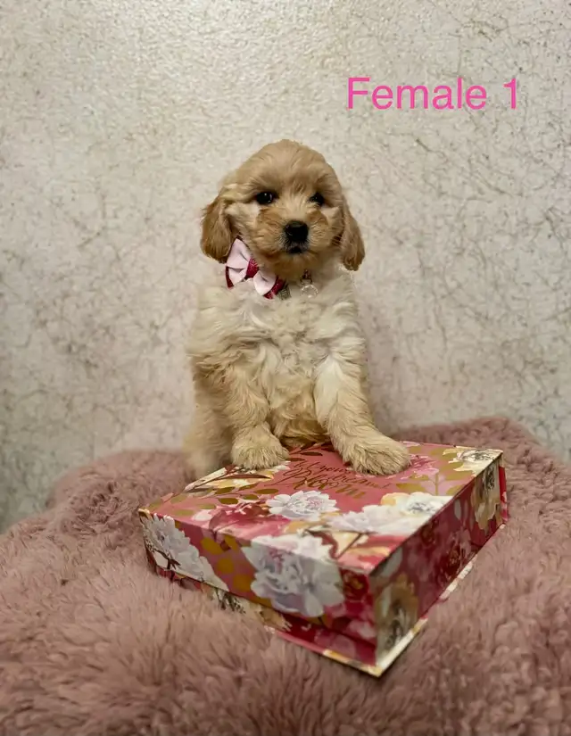 Mini Goldendoodle Puppies Ready Now! - Photo 4