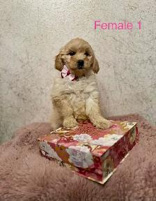 Mini Goldendoodle Puppies Ready Now! - Photo 4