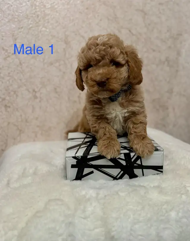 Mini Goldendoodle Puppies Ready Now! - Photo 5