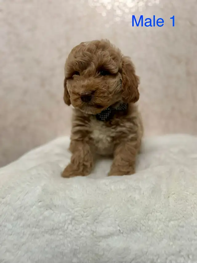 Mini Goldendoodle Puppies Ready Now! - Photo 6