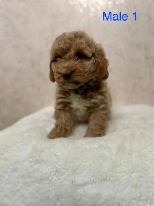Mini Goldendoodle Puppies Ready Now! - Photo 6