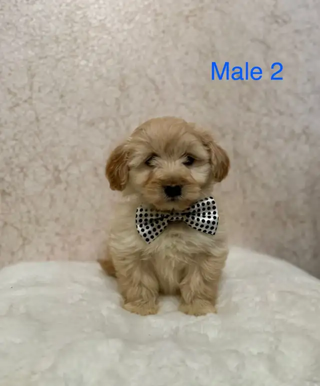 Mini Goldendoodle Puppies Ready Now! - Photo 7