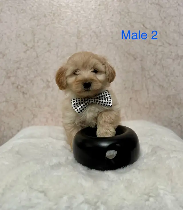 Mini Goldendoodle Puppies Ready Now! - Photo 8