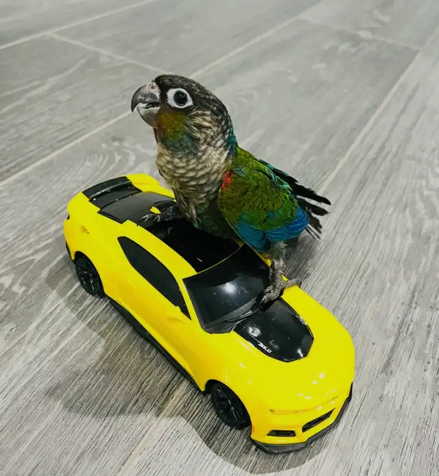 Crimson-bellied parakeet  for sale