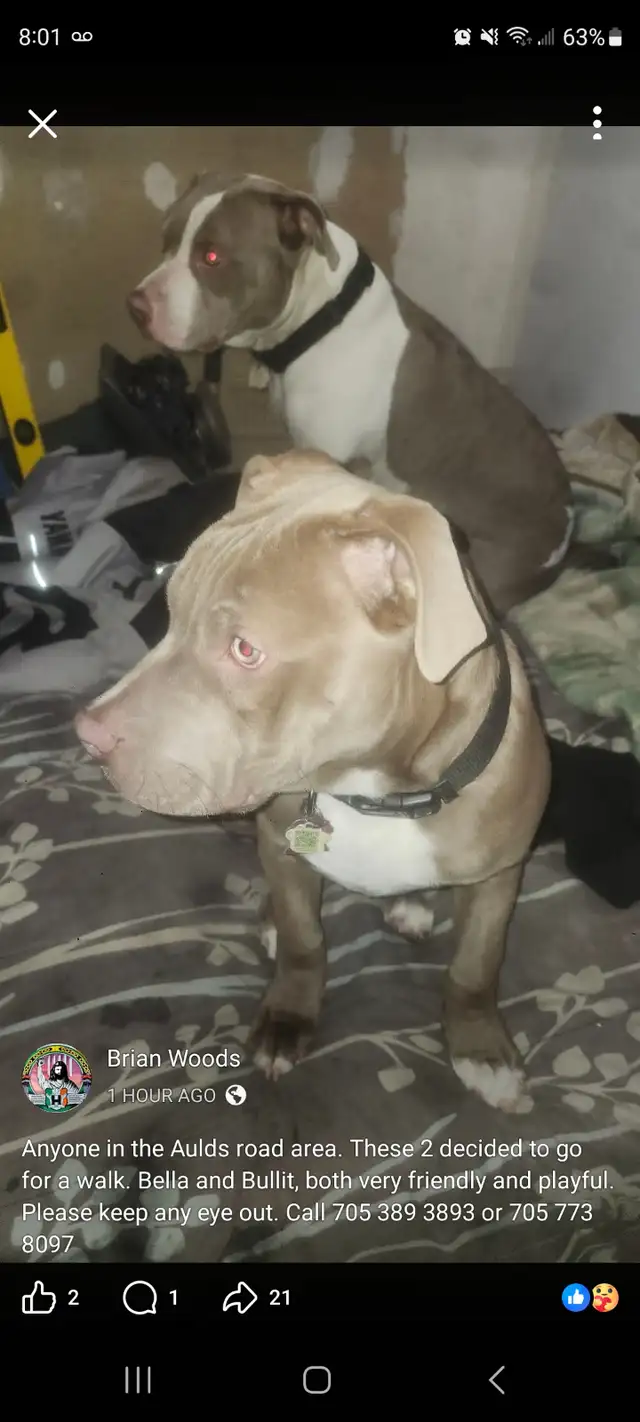 Missing-2 dogs Ardbeg area