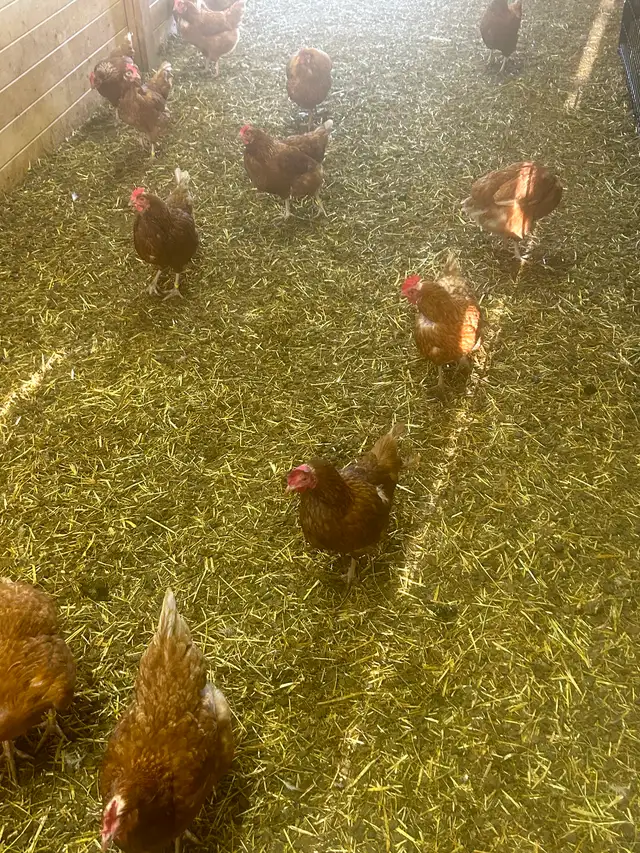 Free range Laying hens