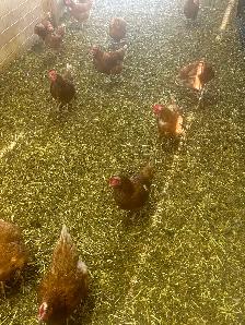 Free range Laying hens