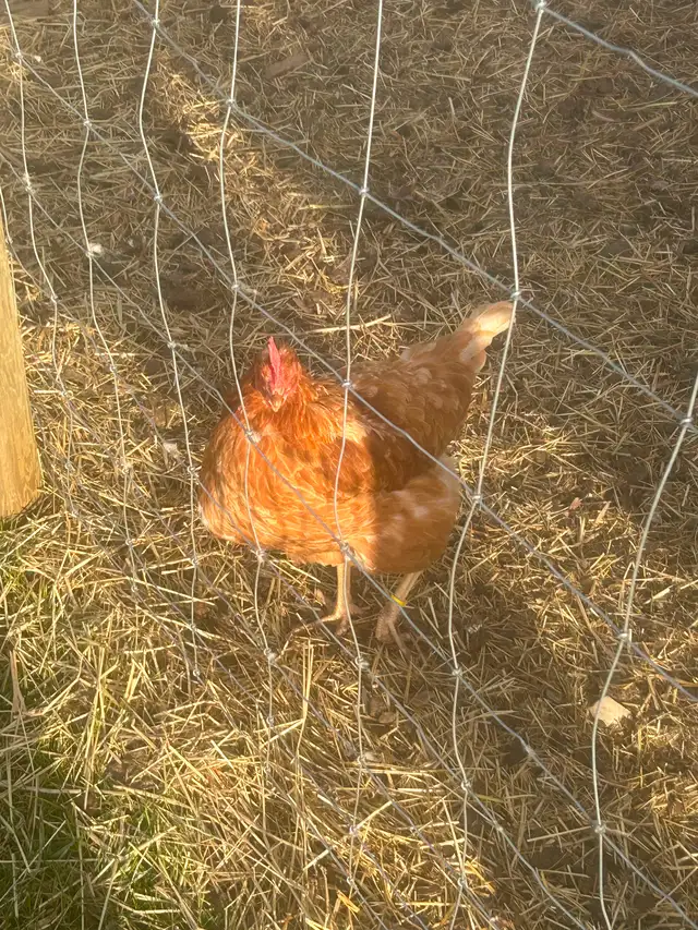 Free range Laying hens - Photo 2
