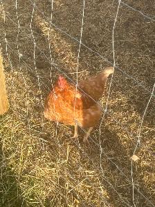 Free range Laying hens - Photo 2
