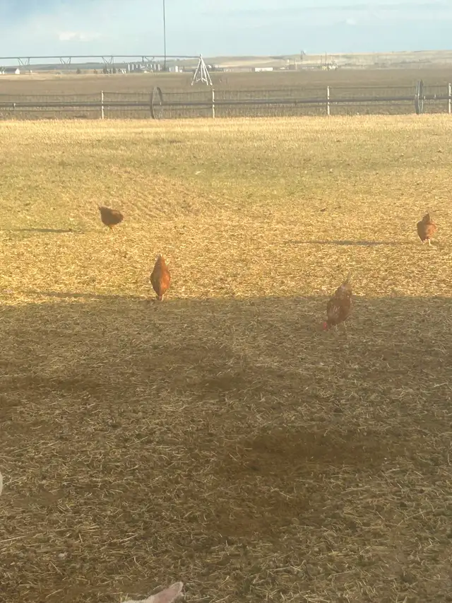 Free range Laying hens - Photo 3