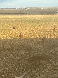 Free range Laying hens - Photo 3