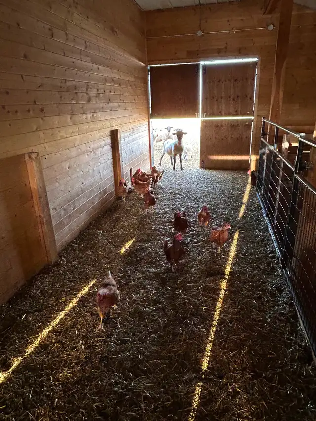 Free range Laying hens - Photo 4