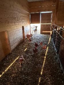 Free range Laying hens - Photo 4