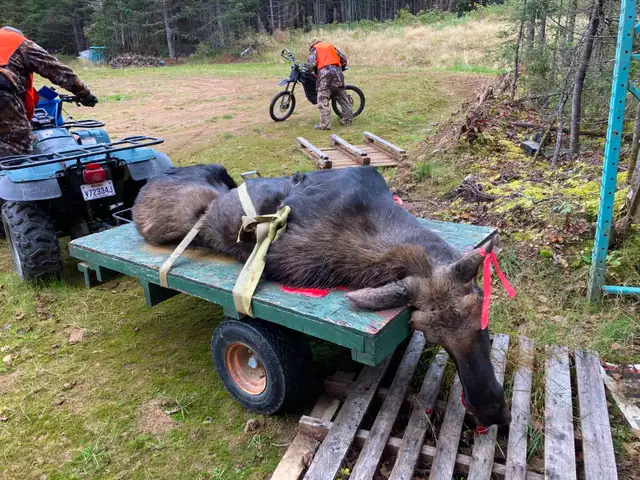 recherche compagnon de chasse orignal pour Gaspésie - Photo 6