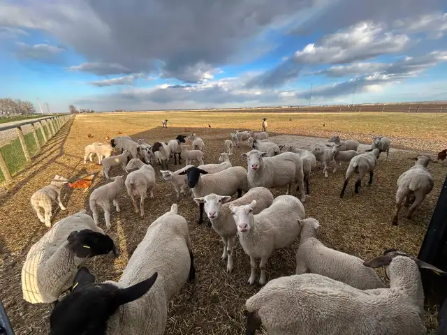 Ewes with lambs - Photo 2