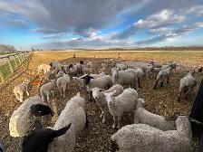 Ewes with lambs - Photo 2