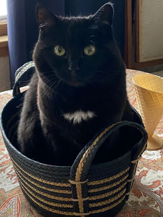 LADIES #3/5/7 LIKE NEW RH FAIRWAY WOODS   HEADCOVERS