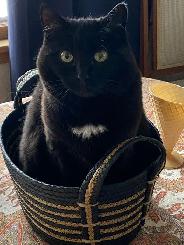 LADIES #3/5/7 LIKE NEW RH FAIRWAY WOODS   HEADCOVERS