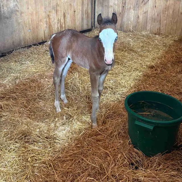 Flashy Half Welsh colt