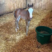 Flashy Half Welsh colt