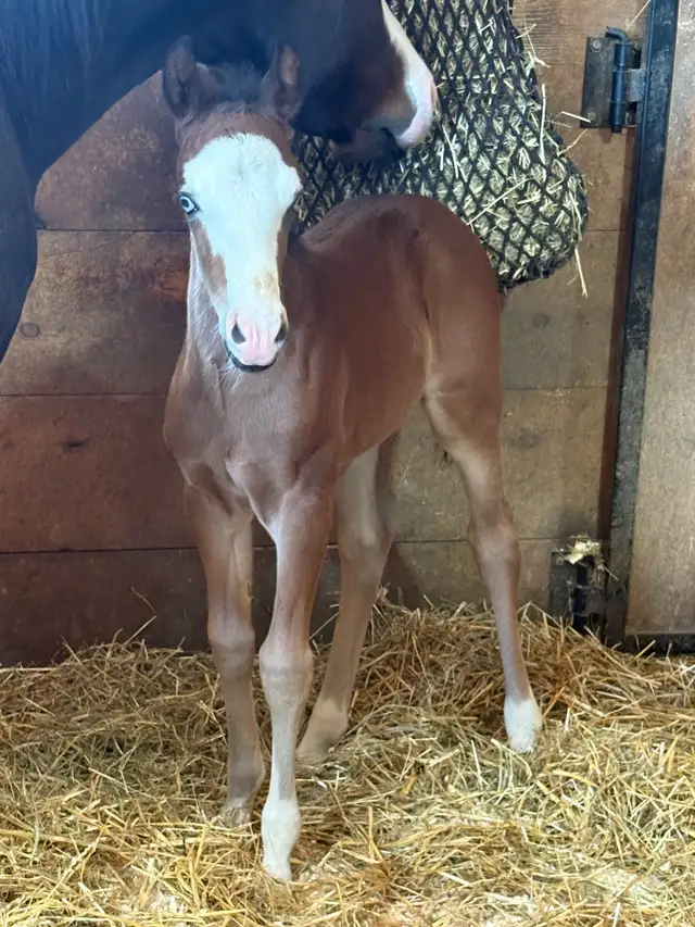 Flashy Half Welsh colt - Photo 2