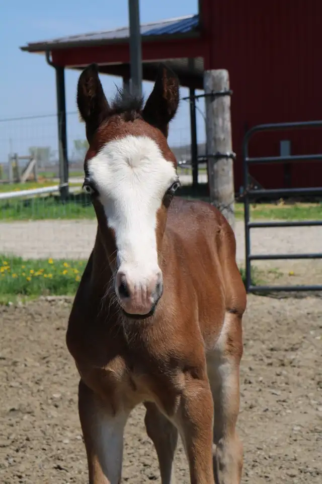 Flashy Half Welsh colt - Photo 3